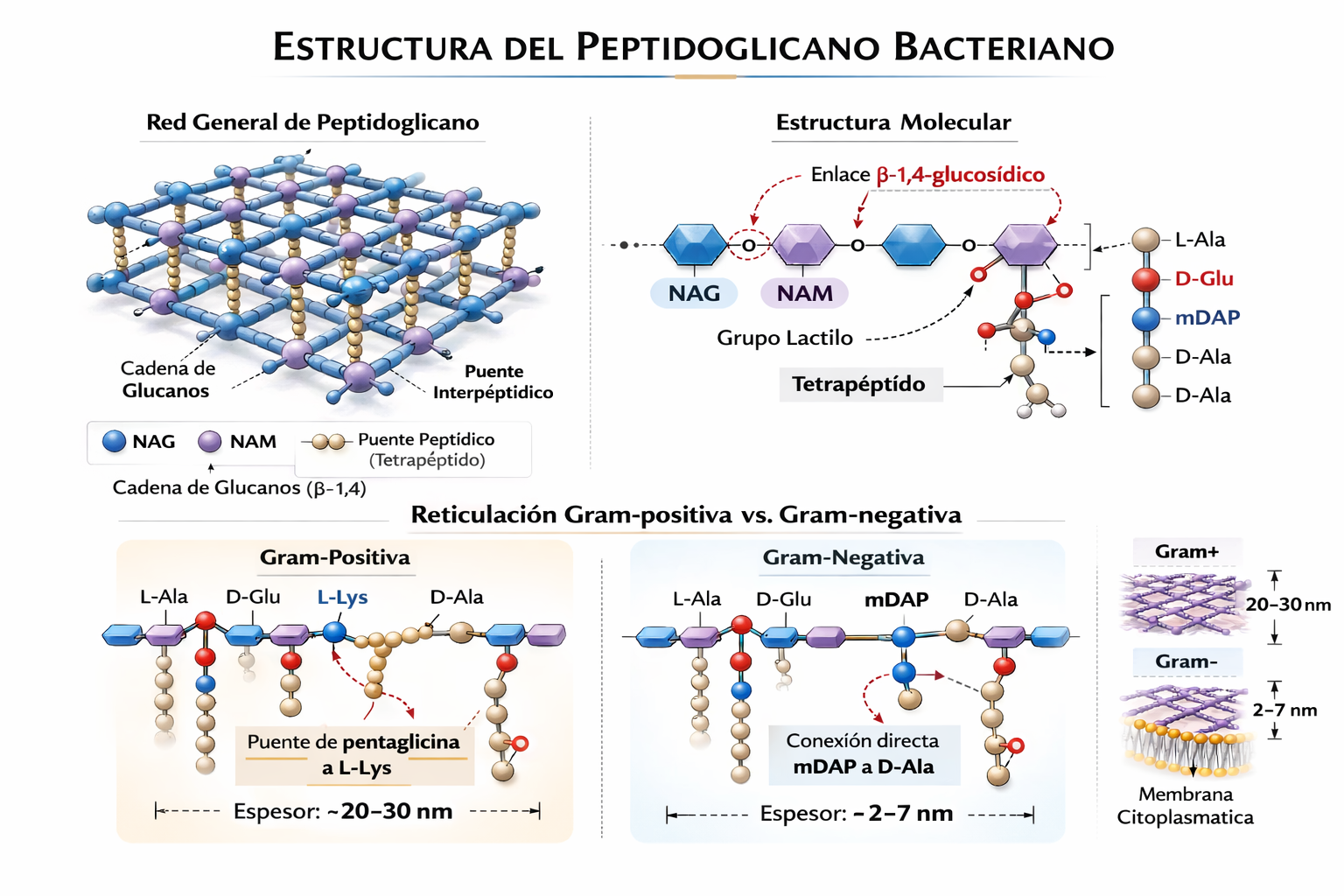 Comparación estructural Gram positivas y Gram negativas