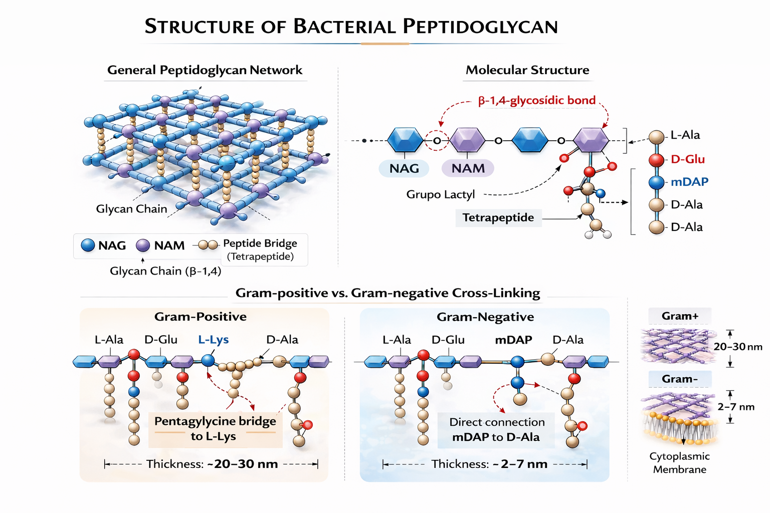Comparison between Gram-positive and Gram-negative cell walls